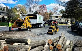 Best Tree Disease Treatment  in South Plainfield, NJ