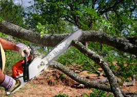 Best Seasonal Cleanup (Spring/Fall)  in South Plainfield, NJ