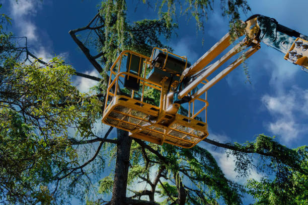 How Our Tree Care Process Works  in  South Plainfield, NJ