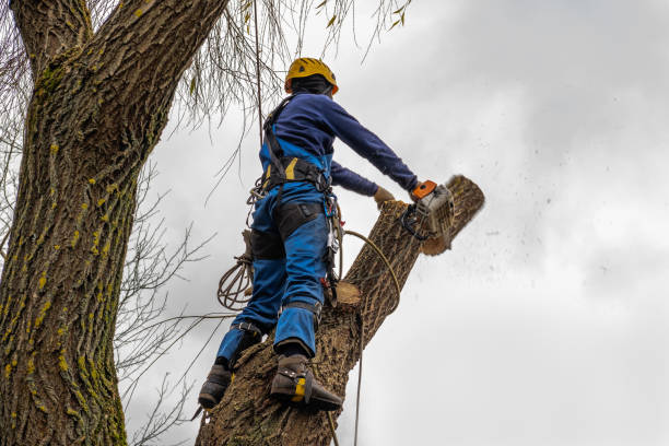 Best Emergency Tree Removal  in South Plainfield, NJ