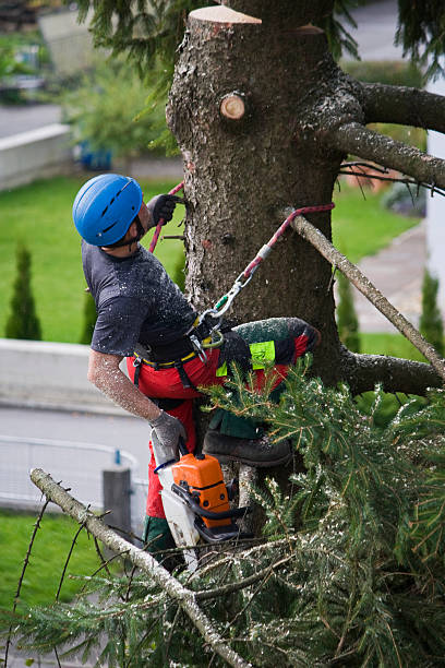 Best Stump Grinding and Removal  in South Plainfield, NJ