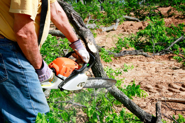 Best Storm Damage Tree Cleanup  in South Plainfield, NJ